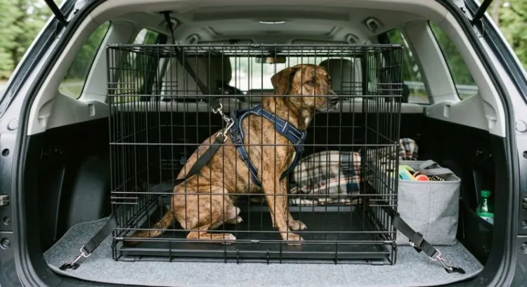 Transport chien voiture : harnais, caisse et règles de sécurité